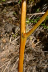 Pteridium esculentum. Swollen nectary on rachis at base of primary pinna.
 Image: L.R. Perrie © Te Papa 2015 CC BY-NC 3.0 NZ